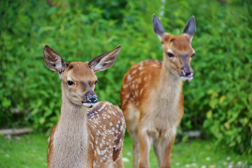 a small brown deer standing on grass